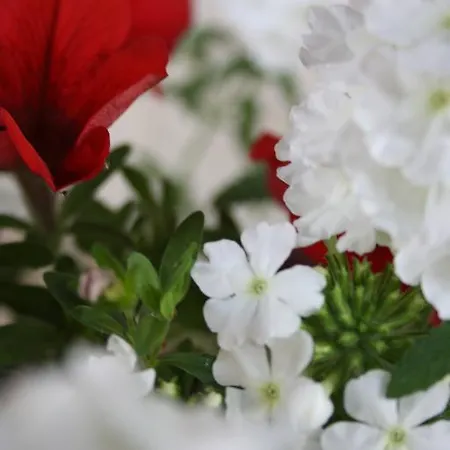 El Labrador San Vicente De La Barquera