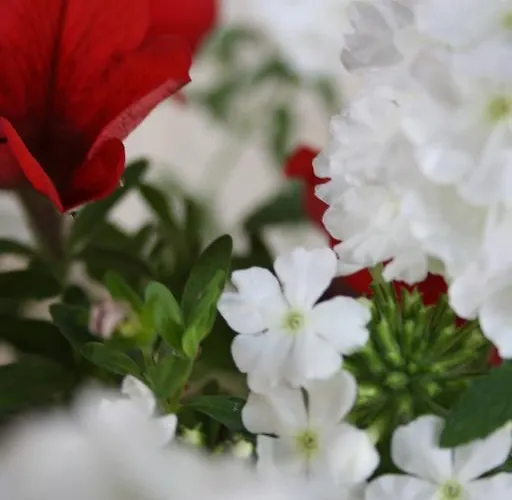 El Labrador San Vicente De La Barquera